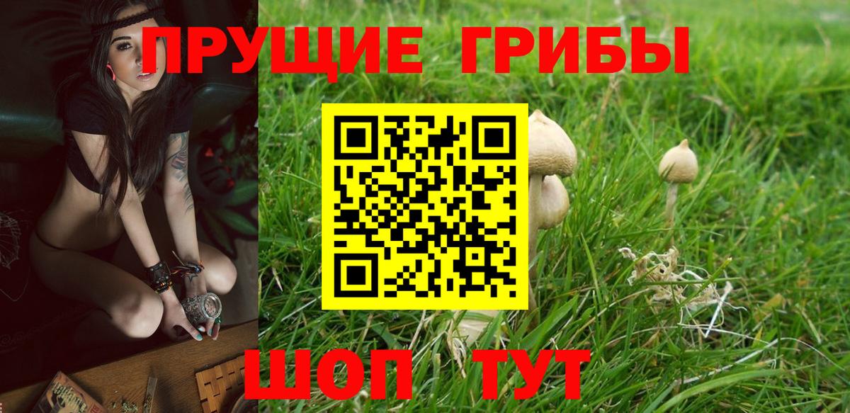 Ипатово  Псилоцибиновые грибы Psilocybe  Вход с VPN 